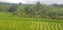 Jatiluwih
rice terrace in UNESCO