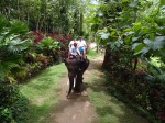 Elephant riding