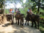 Elephant riding