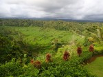 Rice terrace