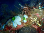 Tulamben diving
