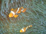 Tulamben diving