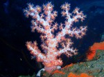 Tulamben diving