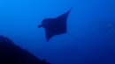Nusa Penida
manta