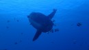 Nusa Penida
mola mola